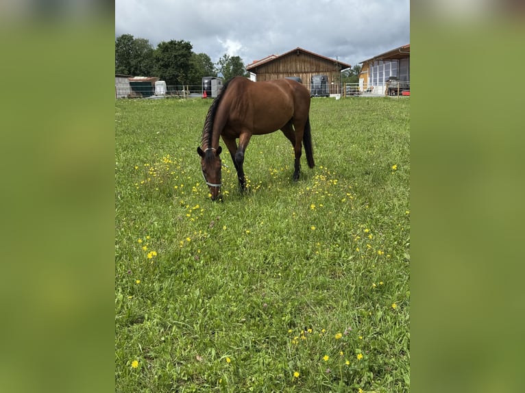 Trotón francés Caballo castrado 13 años 168 cm Castaño in Gr&#xFC;nwald