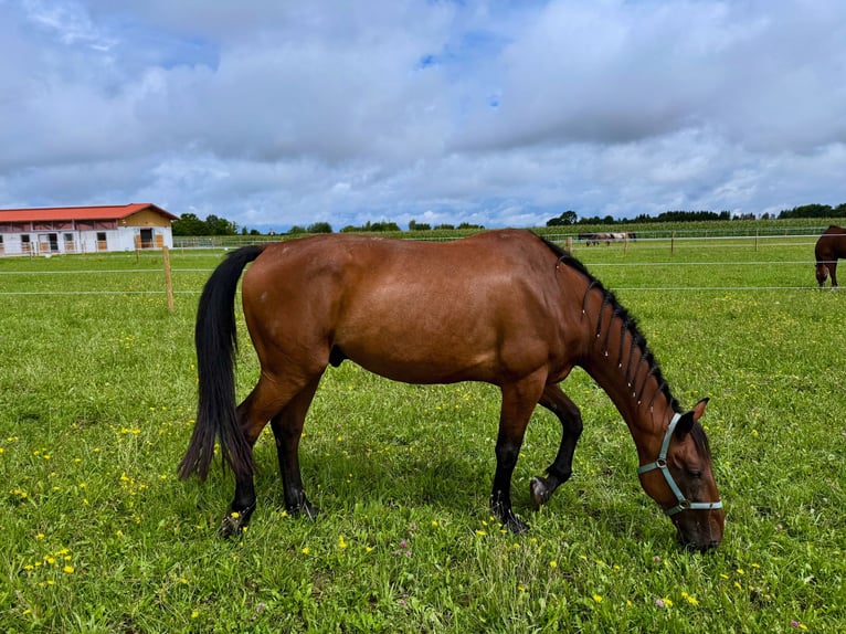 Trotón francés Caballo castrado 13 años 168 cm Castaño in Gr&#xFC;nwald