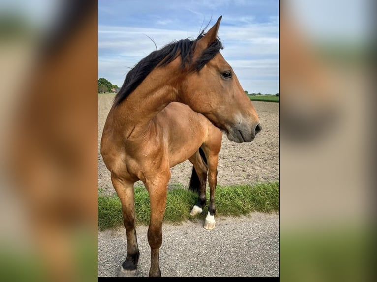 Trotón francés Caballo castrado 13 años 169 cm Castaño in Geilenkirchen