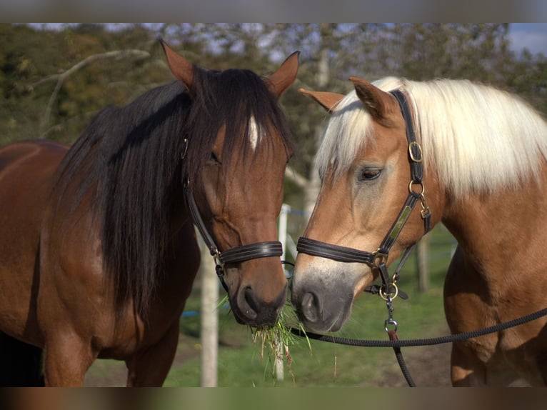Trotón francés Caballo castrado 13 años 170 cm Castaño in Hörhausen