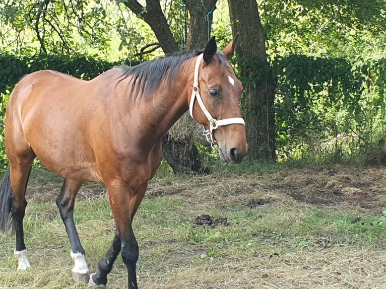 Trotón francés Caballo castrado 14 años 165 cm Castaño in Bantega