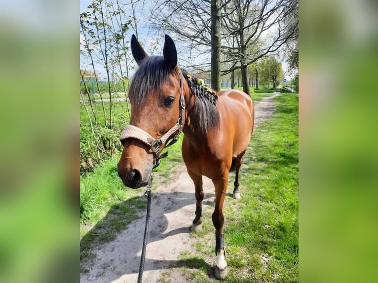 Trotón francés Caballo castrado 15 años 160 cm Alazán-tostado in Naaldwijk