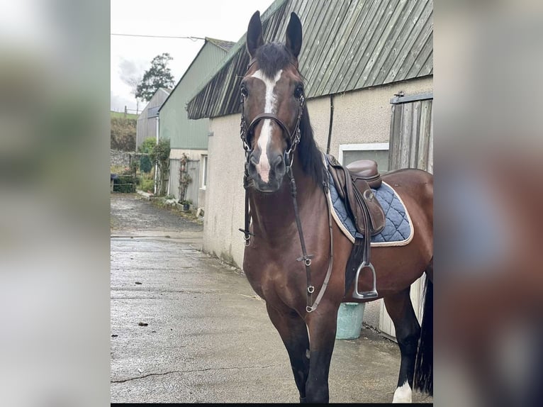 Trotón francés Mestizo Caballo castrado 15 años 165 cm Castaño in Stuttgart