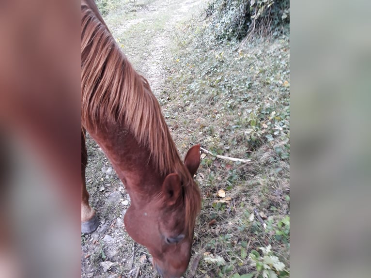 Trotón francés Caballo castrado 15 años Alazán in Puy st martin