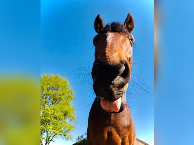 Trotón francés Caballo castrado 16 años 158 cm Castaño in Bottrop