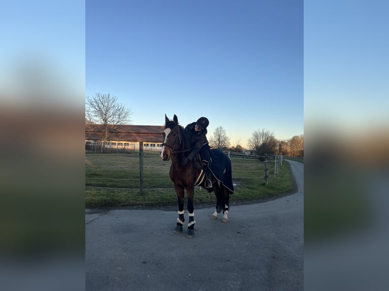 Trotón francés Mestizo Caballo castrado 16 años 165 cm Castaño in Stuttgart Vaihingen