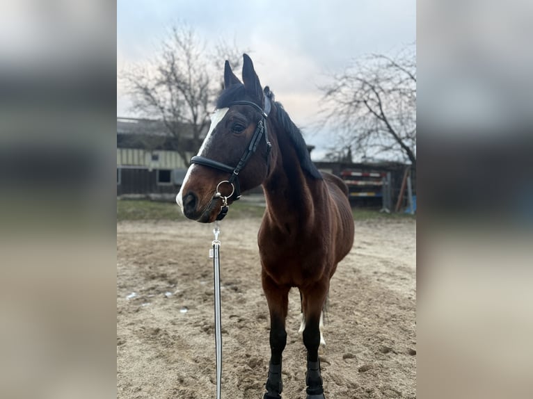 Trotón francés Mestizo Caballo castrado 16 años 165 cm Castaño in Stuttgart Vaihingen