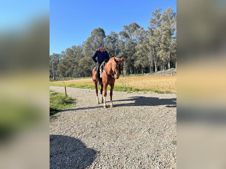 Trotón francés Caballo castrado 17 años 173 cm Alazán rojizo in Corte de peleas