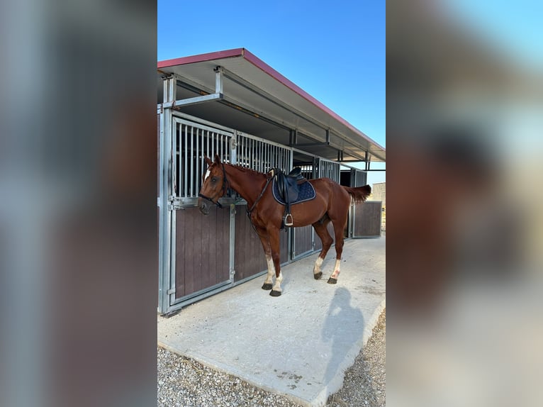 Trotón francés Caballo castrado 17 años 173 cm Alazán rojizo in Corte de peleas