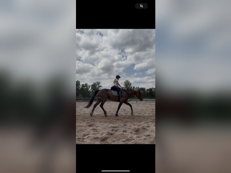 Trotón francés Caballo castrado 19 años 172 cm Castaño oscuro in Kaltennordheim