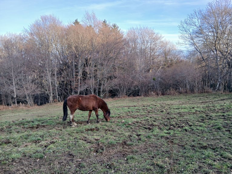 Trotón francés Caballo castrado 20 años 162 cm Castaño in Clermont-Ferrand