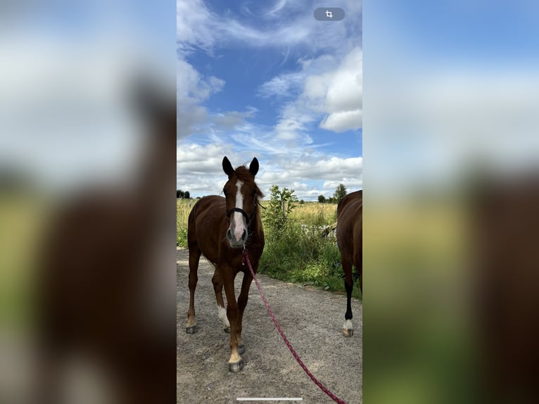 Trotón francés Caballo castrado 2 años 165 cm Alazán in Arras