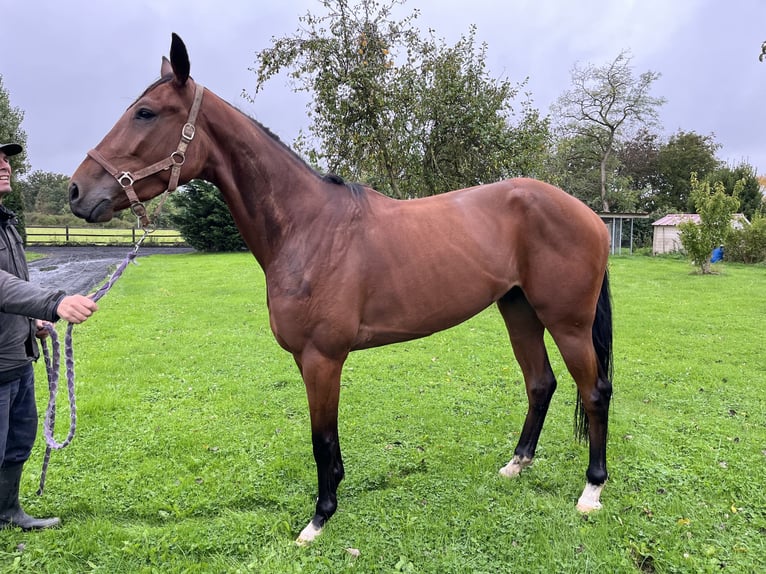 Trotón francés Caballo castrado 3 años 152 cm Castaño oscuro in Auffargis