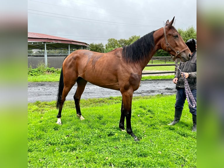 Trotón francés Caballo castrado 3 años 152 cm Castaño oscuro in Auffargis