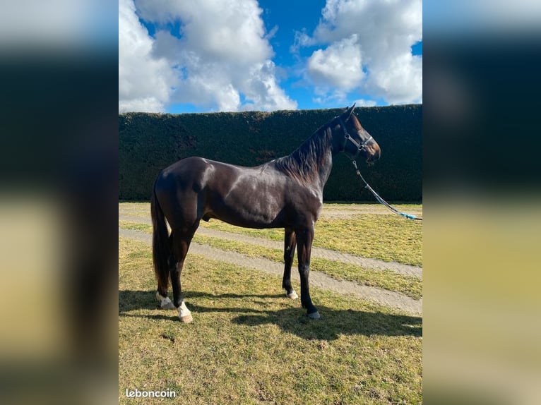 Trotón francés Caballo castrado 3 años Castaño oscuro in Sury-le-Comtal