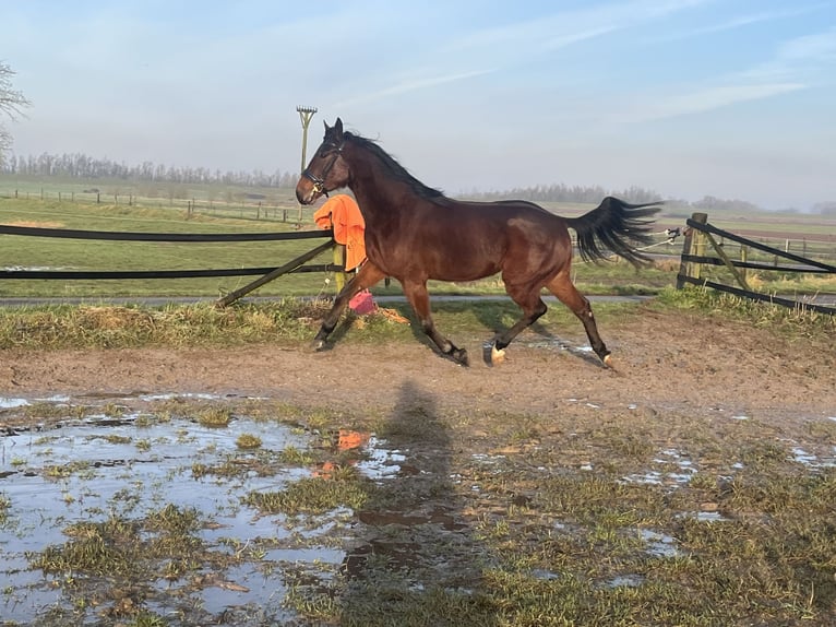 Trotón francés Caballo castrado 4 años 163 cm Castaño oscuro in Tolkamer