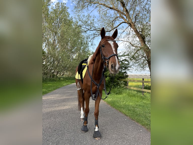 Trotón francés Caballo castrado 4 años 167 cm Alazán rojizo in Hoek van Holland