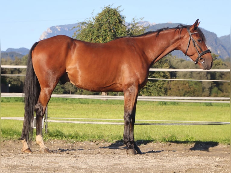 Trotón francés Caballo castrado 5 años 158 cm Castaño in Kirchbichl