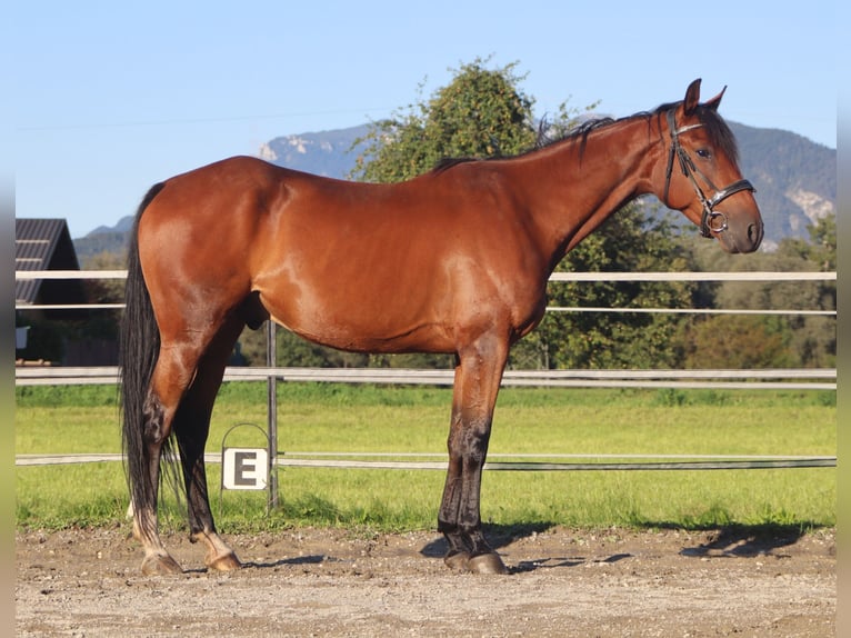 Trotón francés Caballo castrado 5 años 158 cm Castaño in Kirchbichl