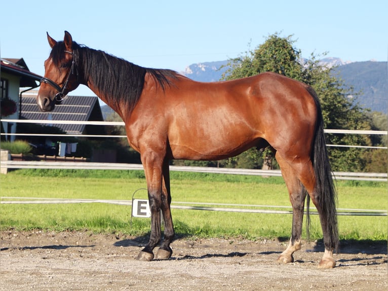 Trotón francés Caballo castrado 5 años 158 cm Castaño in Kirchbichl