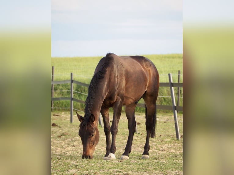 Trotón francés Caballo castrado 5 años 160 cm Castaño oscuro in Teolin