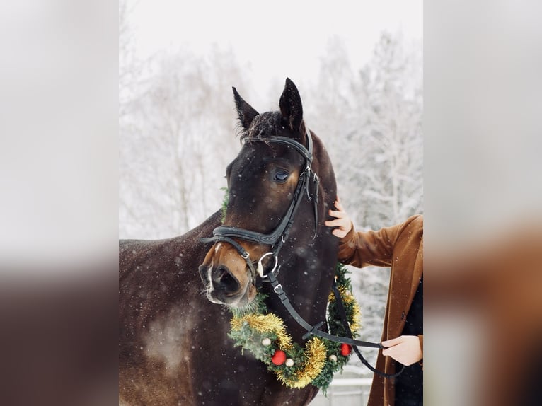 Trotón francés Caballo castrado 5 años 160 cm Castaño oscuro in Teolin