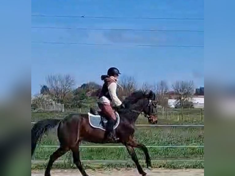 Trotón francés Caballo castrado 5 años 161 cm Castaño in Plaisance-du-Touch