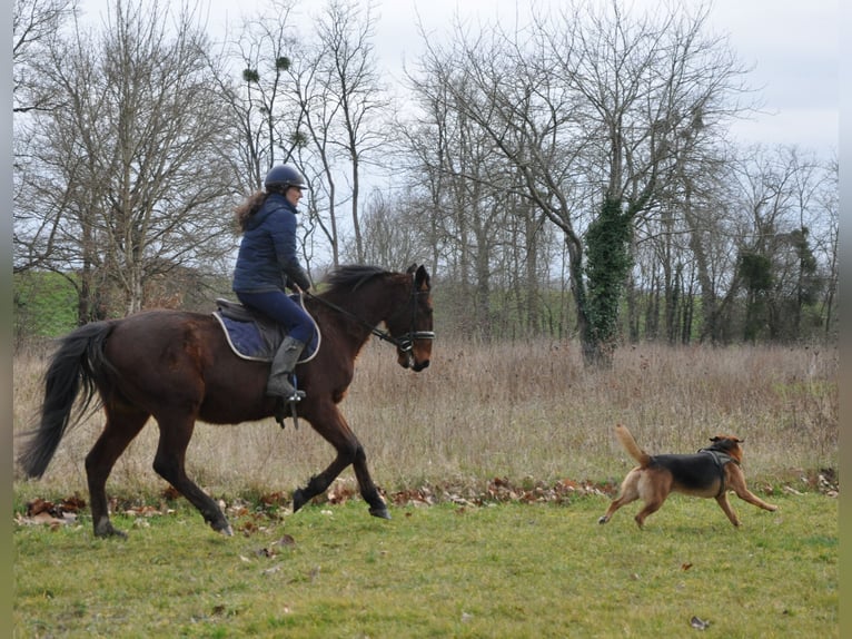 Trotón francés Caballo castrado 5 años 164 cm Castaño in Orléans