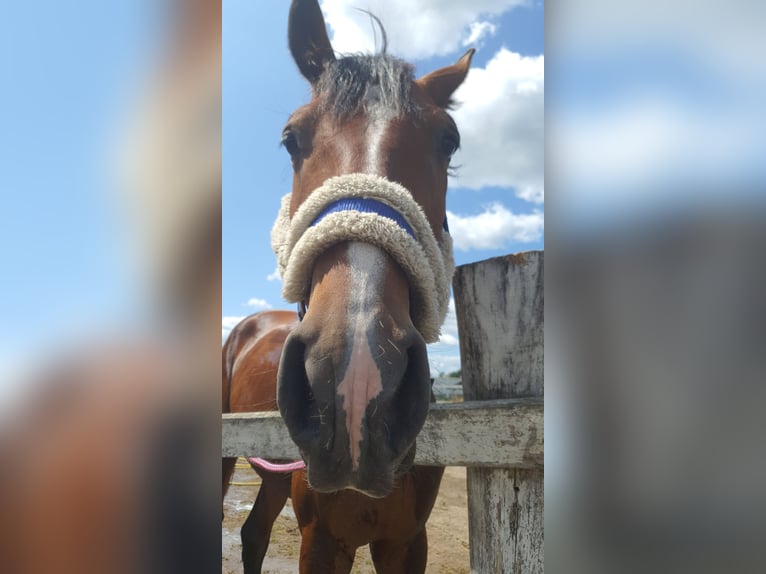 Trotón francés Caballo castrado 5 años 165 cm Castaño in Romanowo Dolne