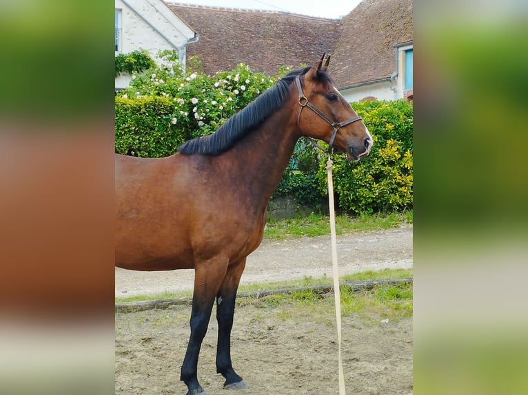 Trotón francés Caballo castrado 5 años 166 cm Castaño in Coulommiers