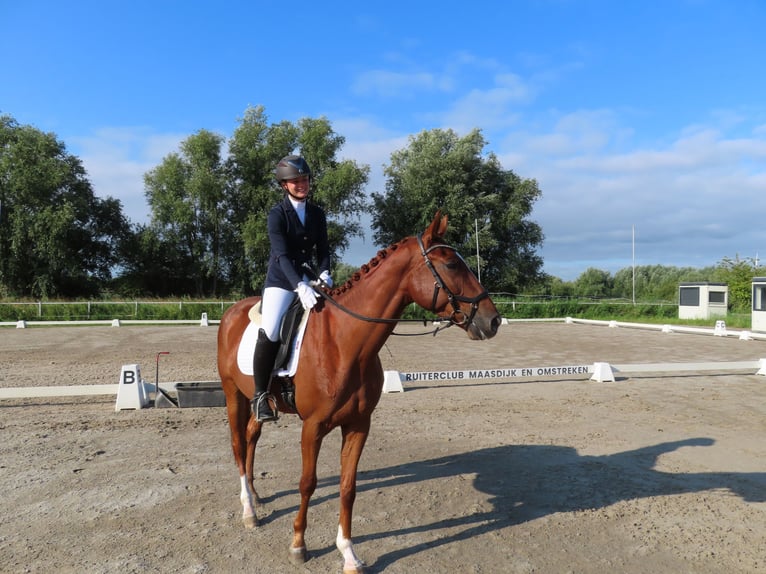 Trotón francés Caballo castrado 5 años 167 cm Alazán in Hoek van Holland