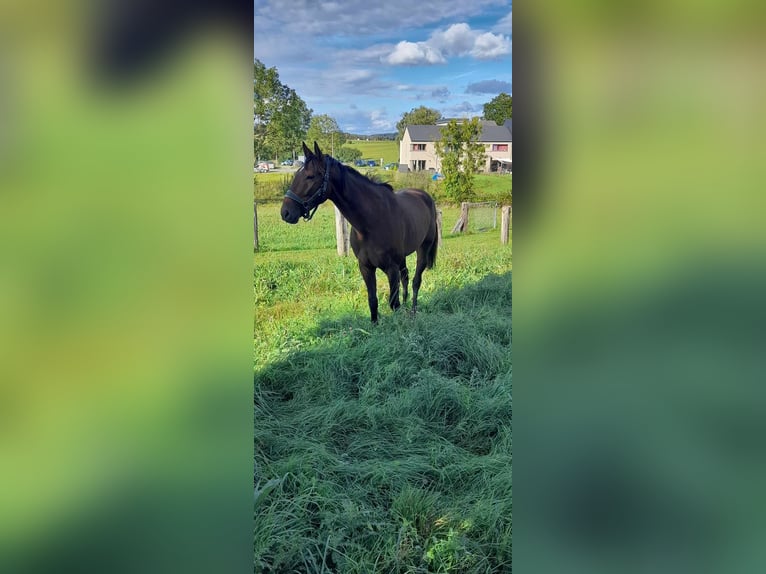 Trotón francés Caballo castrado 5 años 169 cm Castaño in Province Luxembourg