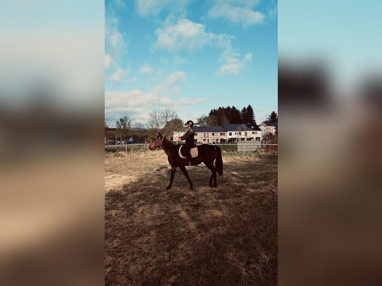 Trotón francés Caballo castrado 5 años 169 cm Castaño in Province Luxembourg