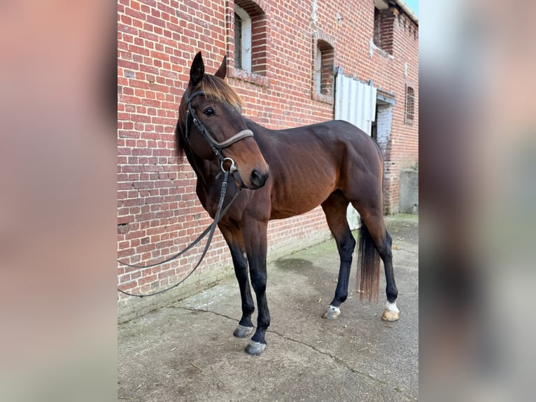 Trotón francés Caballo castrado 5 años 169 cm Morcillo in Epenancourt