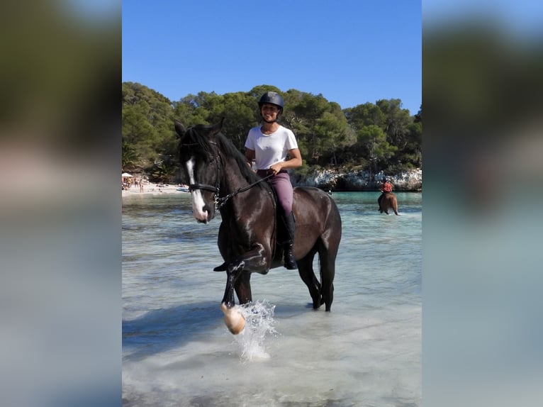 Trotón francés Caballo castrado 5 años 169 cm Negro in Ciutadella De Menorca