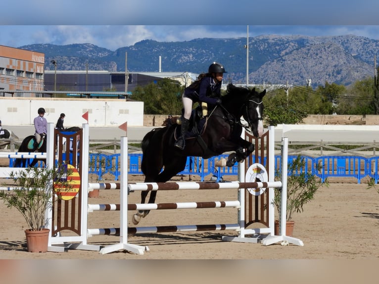 Trotón francés Caballo castrado 5 años 169 cm Negro in Ciutadella De Menorca