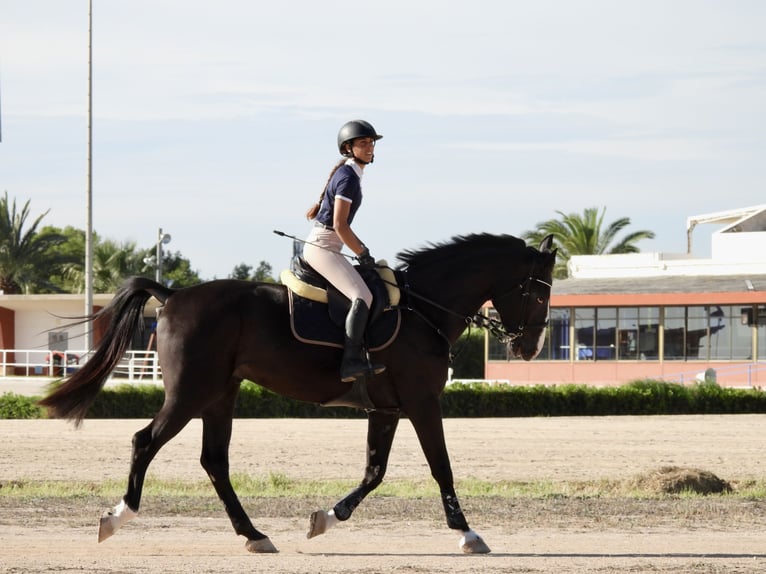 Trotón francés Caballo castrado 5 años 169 cm Negro in Ciutadella De Menorca