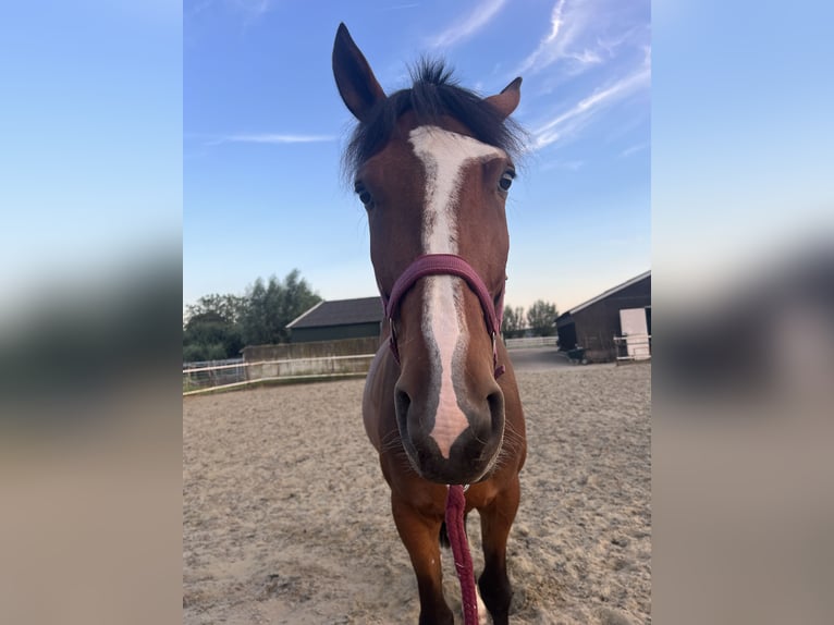 Trotón francés Caballo castrado 5 años 170 cm Castaño in Nieuwerbrug aan den Rijn