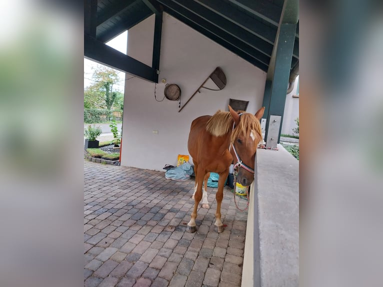 Trotón francés Caballo castrado 5 años 172 cm Alazán in Burgen