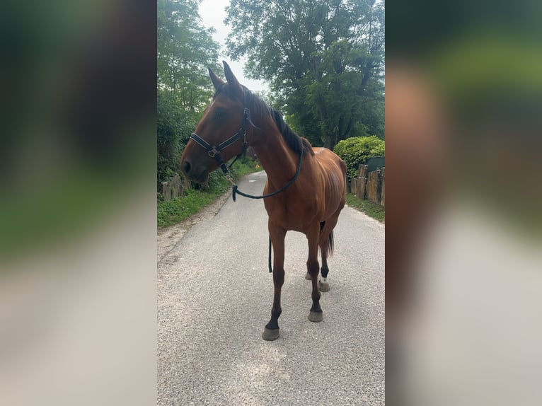 Trotón francés Caballo castrado 5 años 172 cm Castaño in St romain de Jalionas