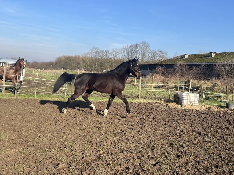 Trotón francés Caballo castrado 5 años 176 cm Castaño oscuro in Tolkamer