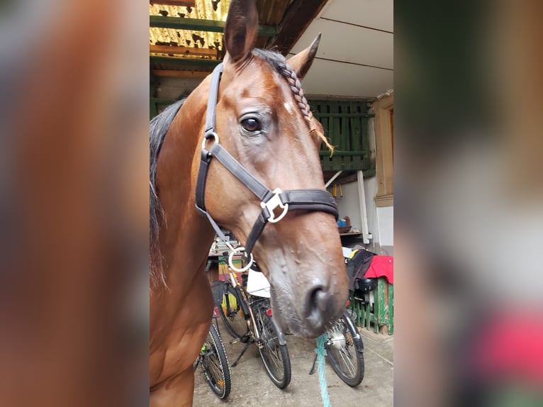 Trotón francés Caballo castrado 6 años 155 cm Castaño in Endingen am Kaiserstuhl