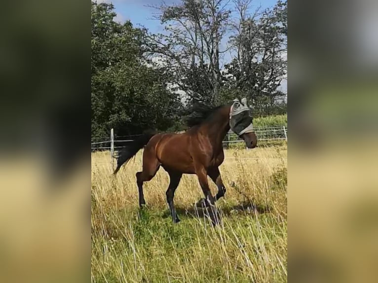 Trotón francés Caballo castrado 6 años 155 cm Castaño in Endingen am Kaiserstuhl