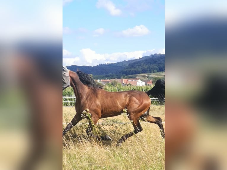 Trotón francés Caballo castrado 6 años 155 cm Castaño in Endingen am Kaiserstuhl