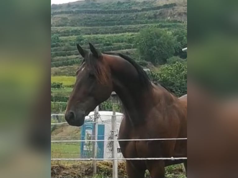 Trotón francés Caballo castrado 6 años 155 cm Castaño in Endingen am Kaiserstuhl