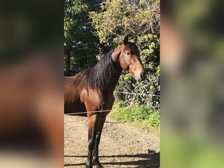 Trotón francés Caballo castrado 6 años 155 cm Castaño in Endingen am Kaiserstuhl