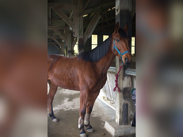 Trotón francés Caballo castrado 6 años 165 cm Castaño in Saint-Pol-sur-Ternoise