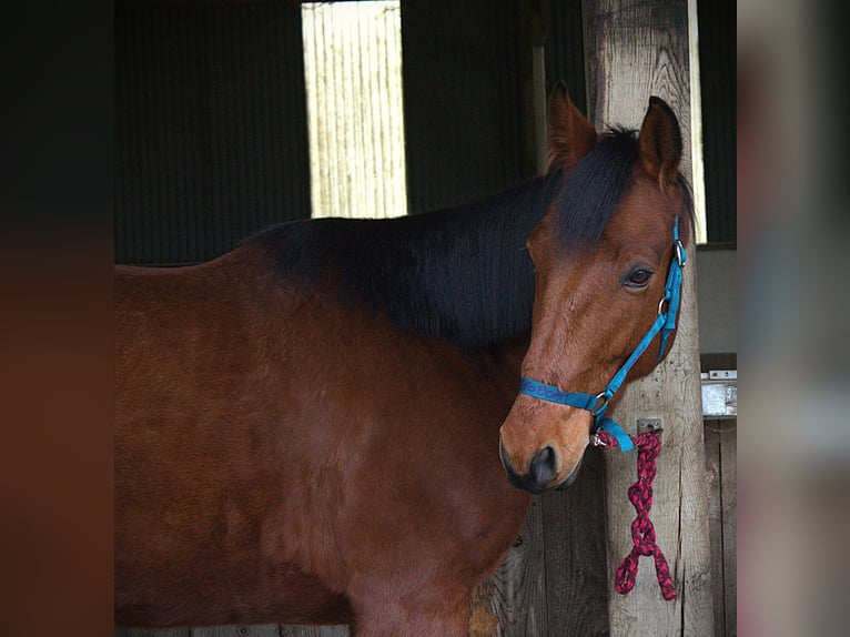 Trotón francés Caballo castrado 6 años 165 cm Castaño in Saint-Pol-sur-Ternoise