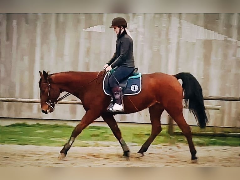 Trotón francés Caballo castrado 6 años 165 cm Castaño in Saint-Pol-sur-Ternoise