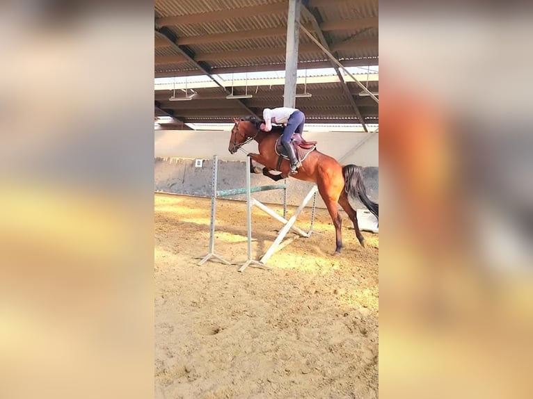 Trotón francés Caballo castrado 6 años 165 cm Castaño in Saint-Pol-sur-Ternoise